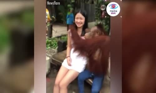 Komik Hayvan Videoları