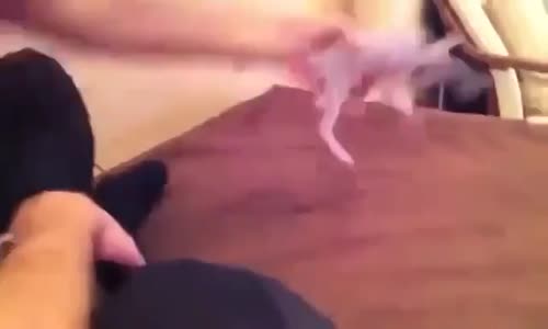 Yavru Kedinin Uykuya Dalması