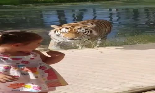 Kaplanla Çocukların Romantik Anları