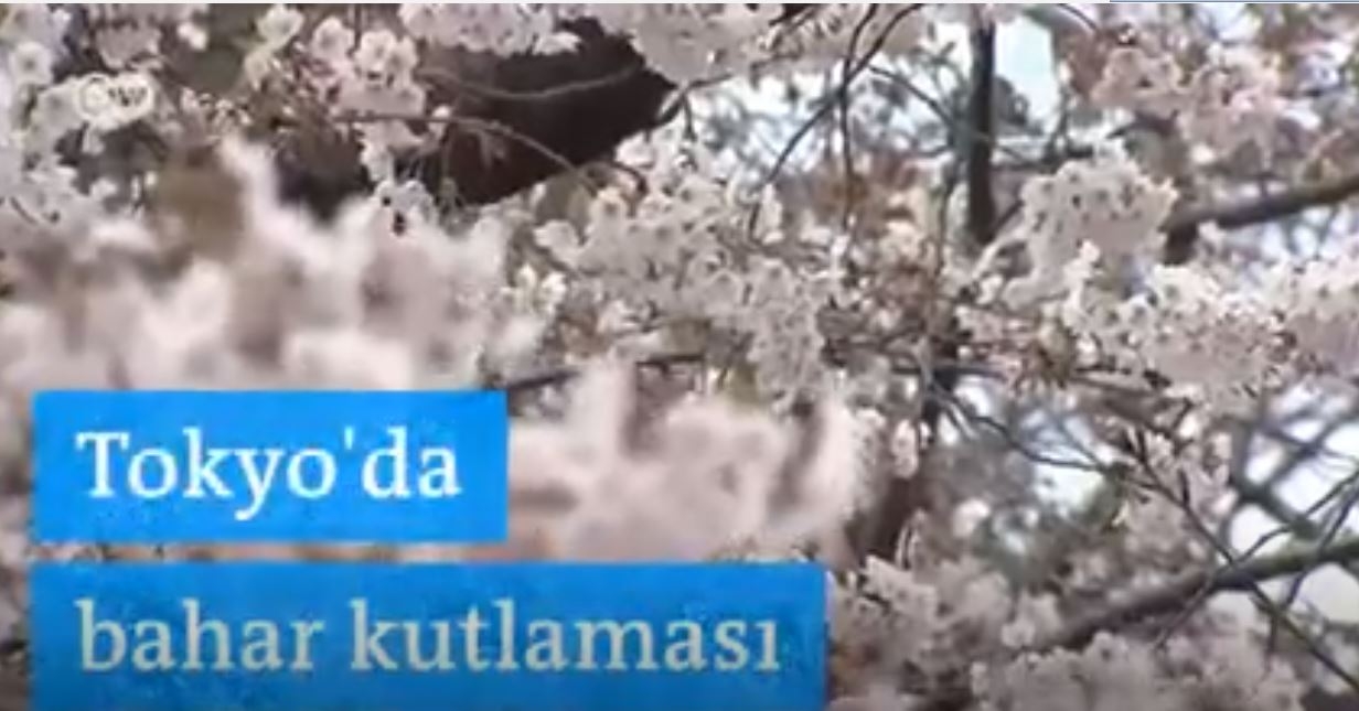 Tokyo′da Büyüleyen Bahar Kutlaması