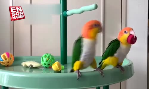 Zaferini Halay Çekerek Kutlayan Cennet Papağanı