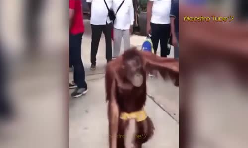 Komik Hayvan Videoları