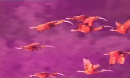 Karayipler- 4 - Gizli Kıyılar 