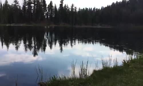 Göldeki Su Böcekleri İnsan Sesine Böyle Tepki Veriyor