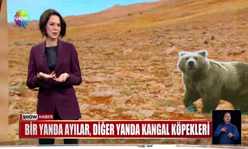 Bir yanda ayılar, diğer yanda kangal köpekleri