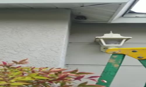 Arı Kovanını Çıplak Elleriyle Parçalayan Çılgın Adam