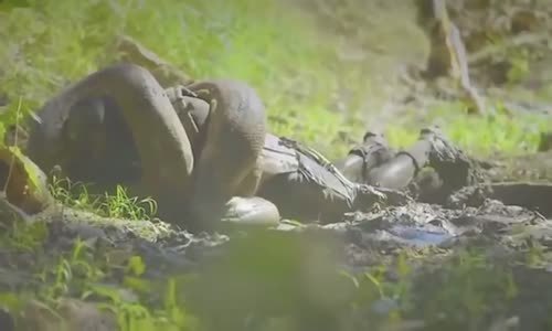 Yaşanmış  Anakonda Olayları - Anaconda Attack 