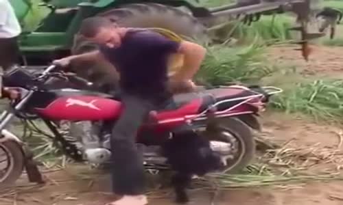 Motora Binmek İçin Ağlayan Bebek Maymun