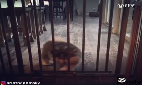 Dar Parmaklıklar Arasından Kolayca Geçen köpek