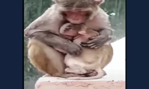 Anne Olmak Hayvanlarda da Aynı 