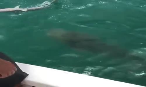 Oltaya Takılan Köpekbalığını Kapan Orfoz Balığı