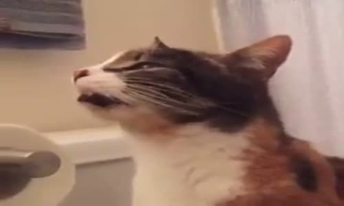 İç Çeke Çeke Ağlayan Kedi