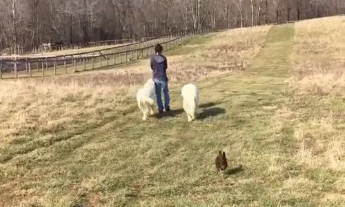 Hayvanları gerçekten seviyorum !