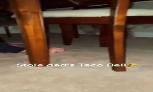 Eve Gelen Yemek Siparişine Göz Koyan Köpek 