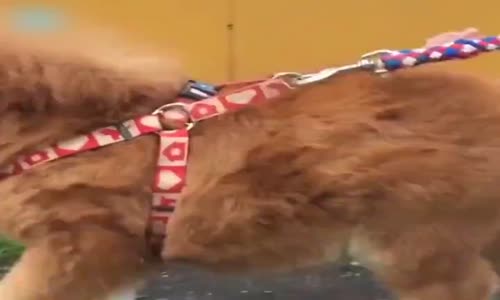 Dünyanın En Küçük At Türü: Falabella