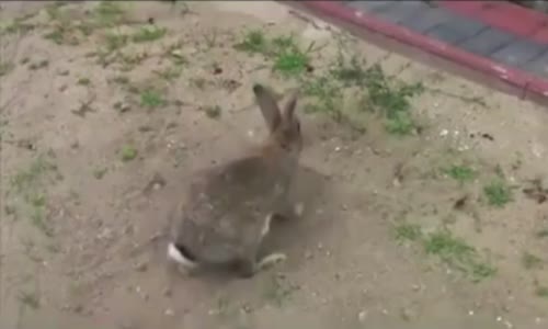 Yavrularını  Saklayan Anne Tavşan