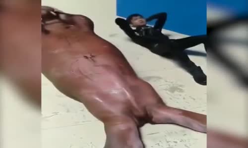 Şınav Çeken Fok Balığı