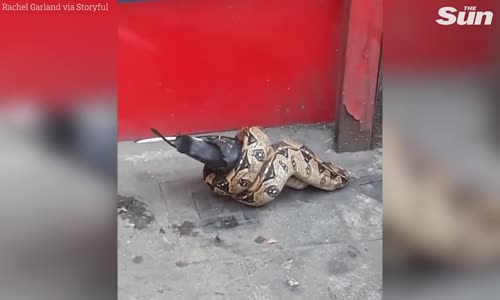 Londra Sokaklarında Güvercin Avlayan Boğa Yılanı