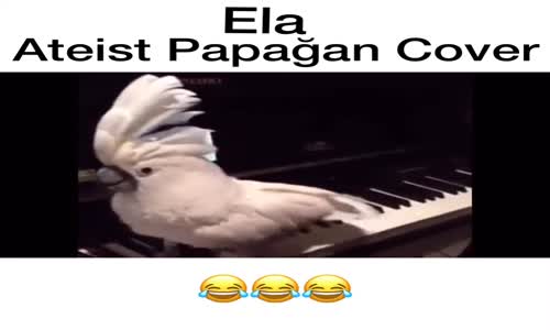 Ela - Ateist Papağan Veysel Zaloğlu ( Cover )