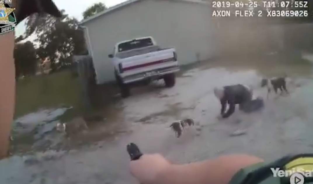 Polis Yaşlı Adamı Köpeklerden Zor Kurtardı