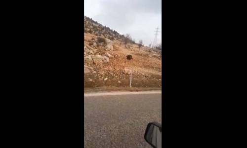 Domuz Görünce Kendinden Geçen Adam