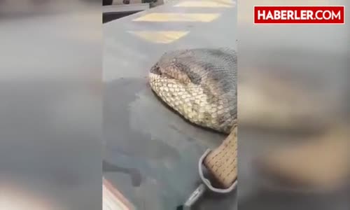 Dünyanın En Büyük Yılanı Ancak Kamyonda Taşınabiliyor
