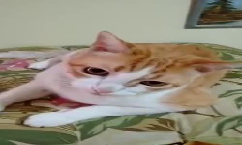 Sahibiyle Şarkı Söyleyen Kedi