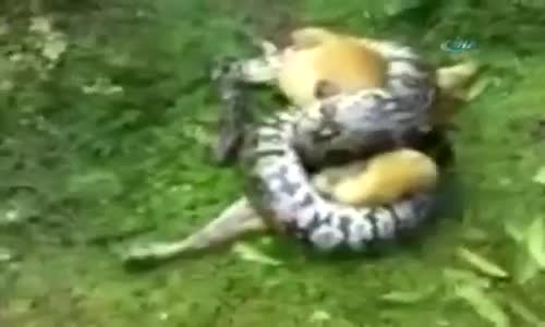 Köpeği Pitonun Elinden Kurtaran Adam