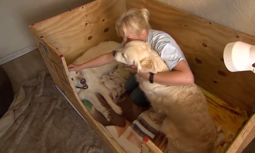 Yeşil Doğan Golden Eniği