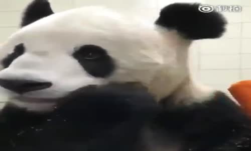 Şapur Şupur Havuç Yiyen Panda