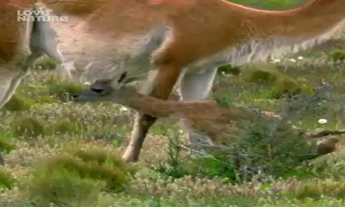 Anne Sevgisinini Tüm Canlılarda Ortak
