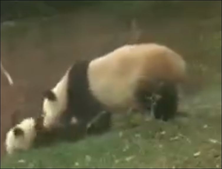 Yavrusuna Komşunun İstenmeyen Çocuğu Muamelesi Yapan Panda