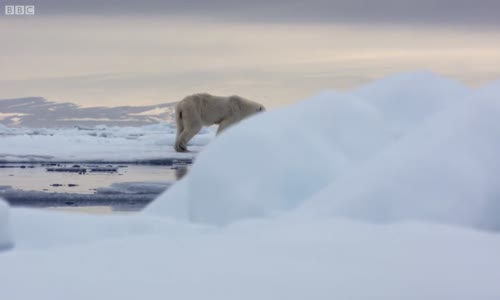 Kutup Ayısı Fok Balığı Avında - The Hunt
