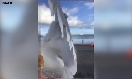 Donutu Martıya Kaptıran Kadın 