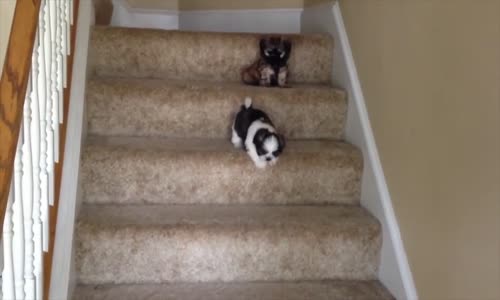 Shih Tzu Yavrularının Merdivenle İmtihanı
