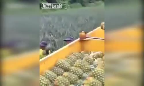 Ananas Toplamada Çığır Açan İşçiler