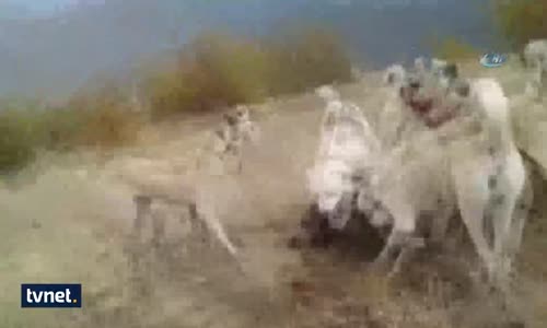 Kangallar Domuzu Böyle Parçaladı