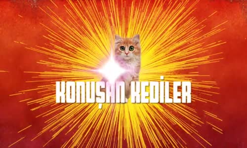 Konuşan Kediler 5 - En Komik Kedi Videoları