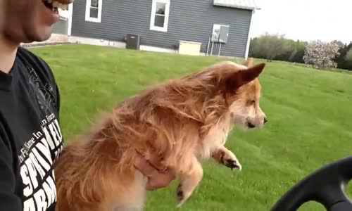 Arabadan Hızlı Koştuğunu Düşünen Köpek