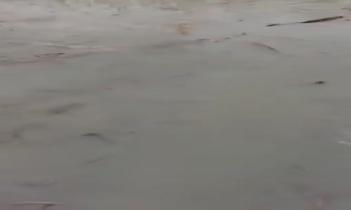 Elleriyle Balık Tutuyor