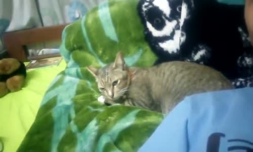 Kendisine Dokunana Saldıran Psikopat Kedi 