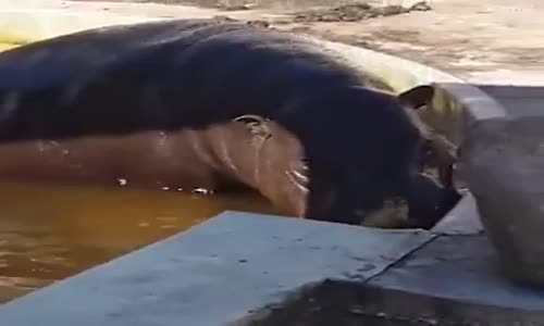 Küçük Ördek Kurtarıcısı