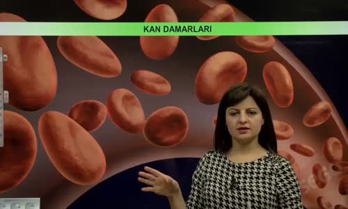 EBA BİYOLOJİ LİSE - DOLAŞIM SİSTEMİ - KALP VE DAMARLARIN YAPI VE İŞLEVLERİ - ATARDAMAR, TOPLARDAMAR, KILCAL DAMAR