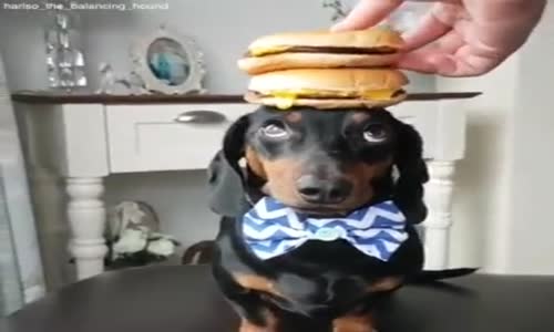 Başının Üstünde Her Şeyi Taşıyan Köpek