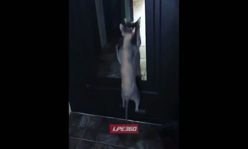 Aynada Kendi Kendiyle Dans Eden Kedi