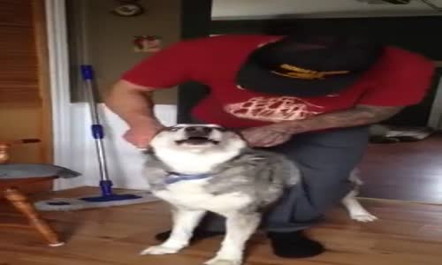 Köpeğin Kendini Motosiklet Zannetmesi