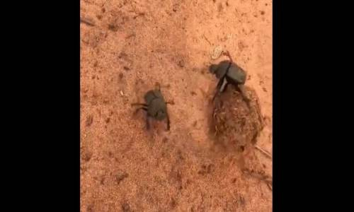 Bok Böceklerinin Paylaşamama Kavgaları