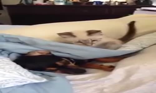 Oyun Delisi Kedi, Köpeği Bir Türlü Uyutmadı