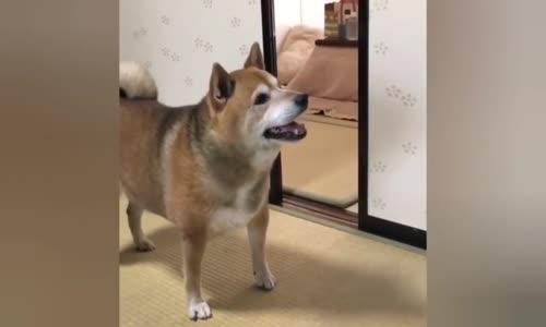 Acıkan Köpeğin Mama Kabı İle İmtihanı