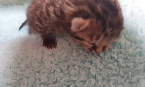 İki Tane Yüzle Doğan Sevimli Kedi